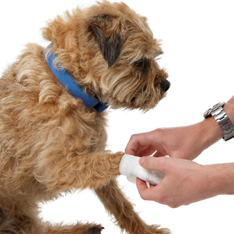 Erste-Hilfe-Set für Katzen und Hunde im Auto – Haustier-Notfallset für Reisen zu Hause, im Büro – Campingutensilien für Hunde mit digitalem Thermometer, Maulkorb und Mini-Erste-Hilfe-Tasche